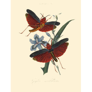 Donovan - China-01 - Hemiptera Gryllus morbillosus. Insects of China, India and New Holland (Australia). Giclee Print