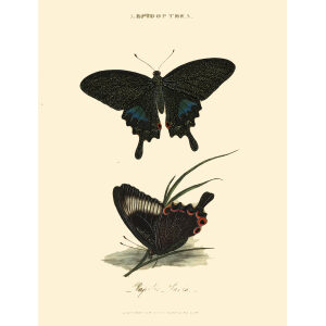 Donovan - China - Lepidoptera Pailio Paris. Insects of China, India and New Holland (Australia). Giclee Print