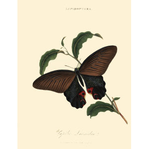 Donovan - China-06 - Hemiptera Gryllus morbillosus. Insects of China, India and New Holland (Australia). Giclee Print