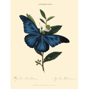 Donovan - China - Lepidoptera Papilio Menelaus or Papilio Rhetenor. Insects of China, India and New Holland (Australia). Giclee Print