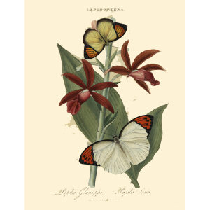 Donovan - China - Lepidoptera Papilio Glaucippe – Papilio Sesia. Insects of China, India and New Holland (Australia). Giclee Print