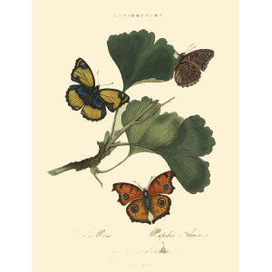 Donovan - China - Lepidoptera - Papilio Oenone. Insects of China, India and New Holland (Australia). Giclee Print