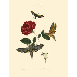 Donovan - China - Lepidoptera, Sphinx Nechus, Sphinx Polymena. Insects of China, India and New Holland (Australia). Giclee Print