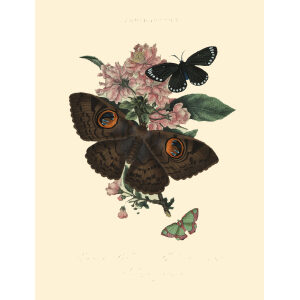 Donovan - China - Lepidoptera - Phalæna Bubo. Insects of China, India and New Holland (Australia). Giclee Print