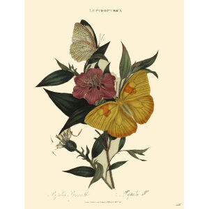 Donovan - China - Lepidoptera - Papilio Pyranthe – Papilio Philia. Insects of China, India and New Holland (Australia). Giclee Print