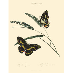 Donovan - China - Lepidoptera - Papilio Epius – Papilio Demoleus. Insects of China, India and New Holland (Australia). Giclee Print