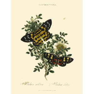 Donovan - China - Lepidoptera - Phalæna militaris – Phalæna lextrix. Insects of China, India and New Holland (Australia). Giclee Print