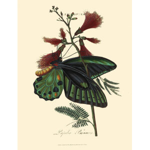 Donovan. Insects of China, India and New Holland. Giclee Prints. Donovan-India-04 Lepidoptera Papilio Priamus