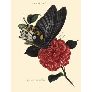 Donovan. Insects of China, India and New Holland. Giclee Prints. Donovan-India-05 Lepidoptera - Papilio Panthous