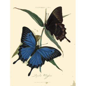 Donovan. Insects of China, India and New Holland. Giclee Prints. Donovan-India-07 Lepidoptera - Papilio Ulysses