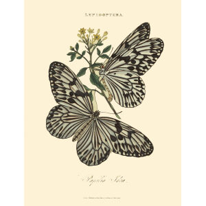 Donovan. Insects of China, India and New Holland. Giclee Prints. Donovan-India-08 Lepidoptera - Papilio Idea