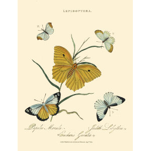 Donovan. Insects of China, India and New Holland. Giclee Prints. Donovan-India-09 Lepidoptera - Papilio Mærula