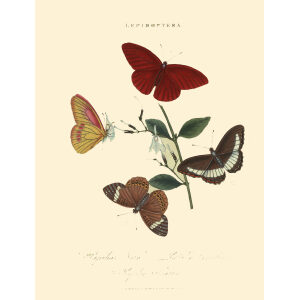 Insects of China, India and New Holland. Giclee Prints. Donovan-India-11 Lepidoptera - Papilio Nero