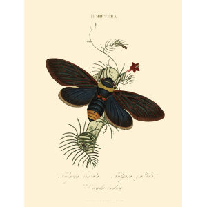 Insects of China, India and New Holland. Giclee Prints. Donovan-India-13 Hemiptera - Fulgora lineata