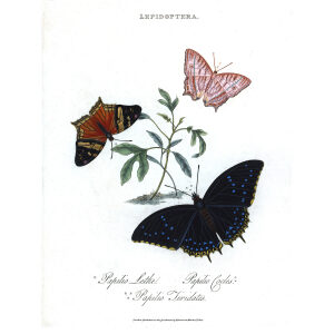 Insects of China, India and New Holland. Giclee Prints. Donovan-India-19 Lepidoptera - Papilio Lethe – Papilio Cocles