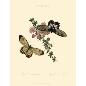 Donovan - New Holland Lepidoptera Papilio Harmonia. Giclee Print