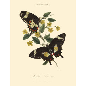 Donovan - New Holland Lepidoptera Papilio Ilioneus. Giclee Print