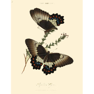 Donovan - New Holland Lepidoptera Papilio aelig-geus. Giclee Print