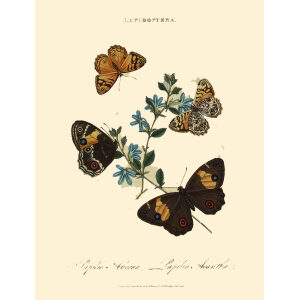 Donovan - New Holland Lepidoptera Papilio Abeona. Giclee Print