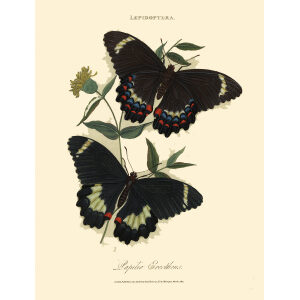 Donovan - New Holland Lepidoptera Papilio Erectheus. Giclee Print