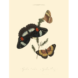 Donovan - New Holland - Lepidoptera Papilio Nerina . Giclee Print