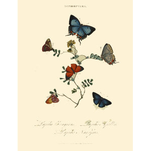 Donovan - New Holland Lepidoptera Papilio Evagoras. Giclee Print