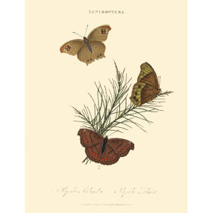 Donovan - New Holland - Lepidoptera Papilio Solandra. Giclee Print